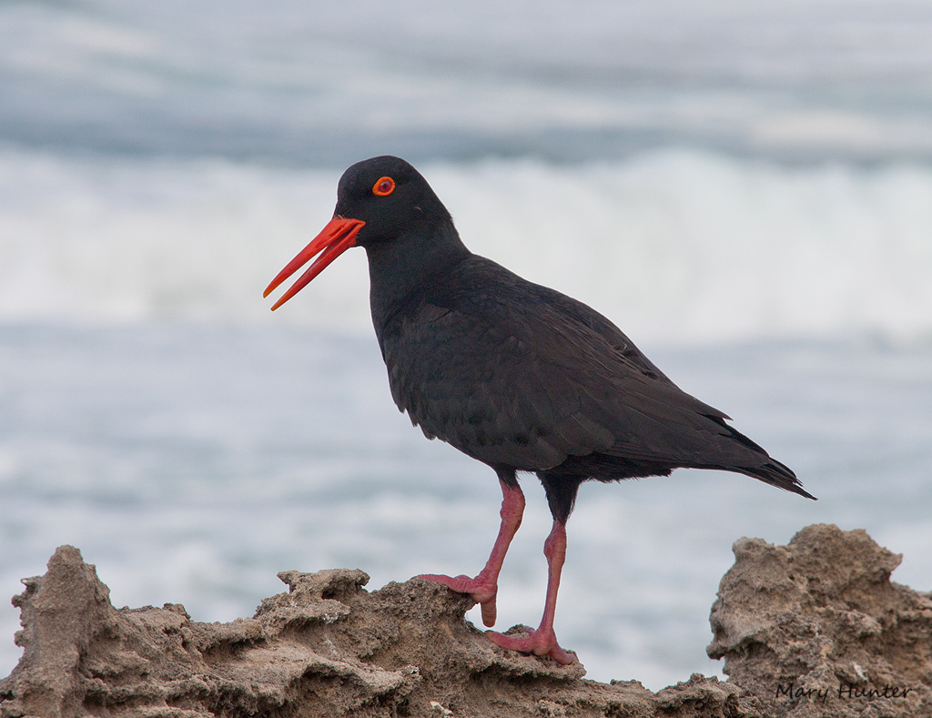 African Black Oystercatcher